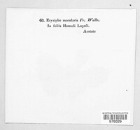 Podosphaera macularis image